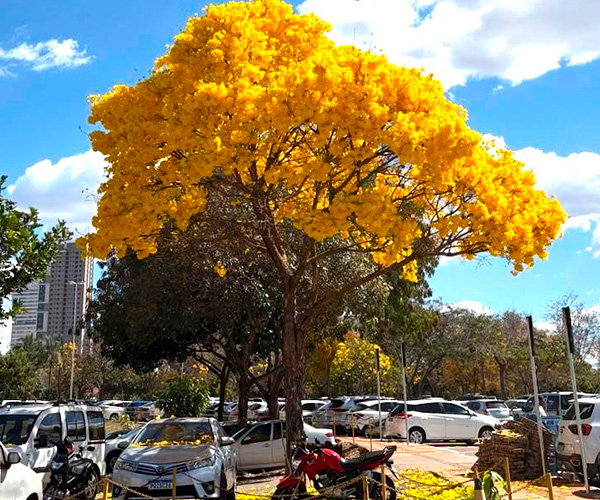 Ipês transformam paisagem de Goiânia durante período de floração